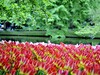 Holandsko - Keukenhof